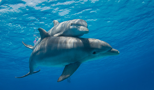 Marco Island, FL Tropical Tiki Tours