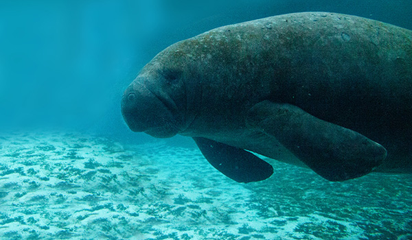 Marco Island, FL Tropical Tiki Tours