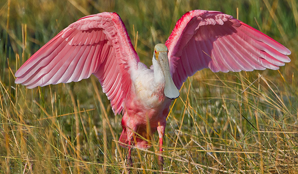 Marco Island, FL Tropical Tiki Tours
